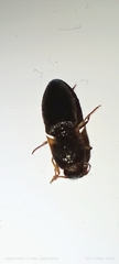 Elateridae