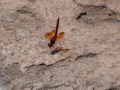 Trithemis kirbyi