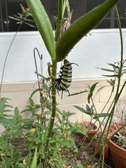 Danaus