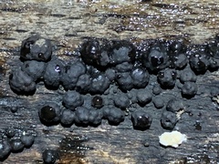 Jackrogersella cohaerens