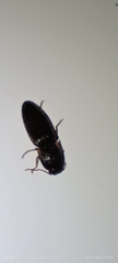 Elateridae