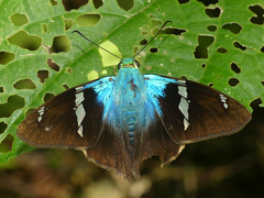 Astraptes fulgerator fulgerator