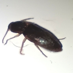 Elateridae