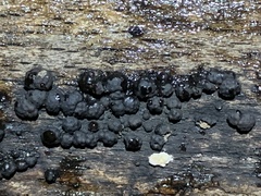 Jackrogersella cohaerens