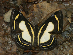 Baeotis elegantula
