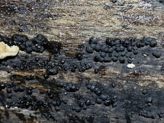 Jackrogersella cohaerens