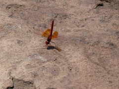 Trithemis kirbyi