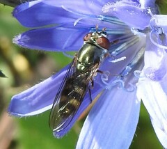 Platycheirus trichopus