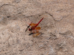 Trithemis kirbyi