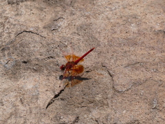 Trithemis kirbyi