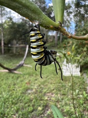 Danaus