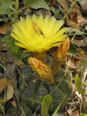 Parodia ottonis