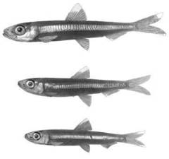 Dwarf Round Herring photo 5