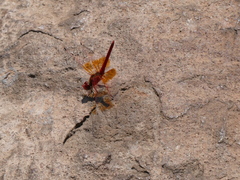 Trithemis kirbyi