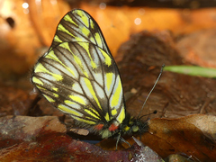 Catasticta pieris intermedia
