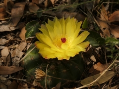 Parodia ottonis
