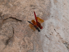 Trithemis kirbyi