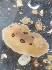 Diaulula sandiegensis