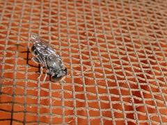 Syrphidae