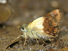 Dalla dimidiatus lilla