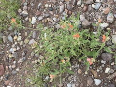 Sphaeralcea hastulata