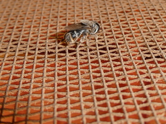 Syrphidae