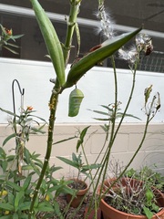 Danaus