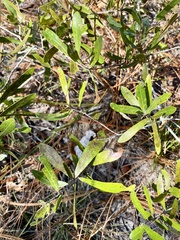 Quercus pumila