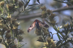 Cosmosoma cingulatum