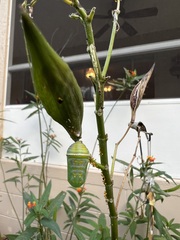 Danaus