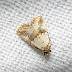 Maliattha amorpha