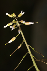 Boechera pauciflora