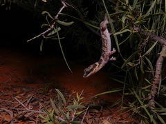 Oedura cincta