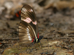 Heliconius telesiphe