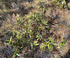 Quercus pumila