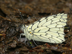 Hesperocharis marchalii