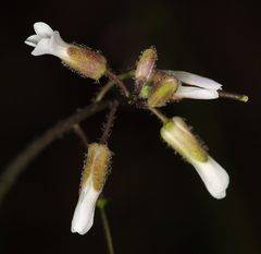 Boechera pauciflora