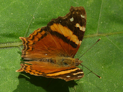 Hypanartia bella