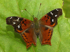 Hypanartia cinderella