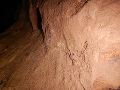 Phrynidae