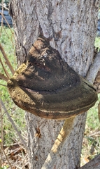 Inonotus hispidus