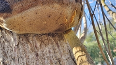 Inonotus hispidus