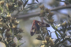Cosmosoma cingulatum