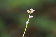 Hylodesmum podocarpum oxyphyllum