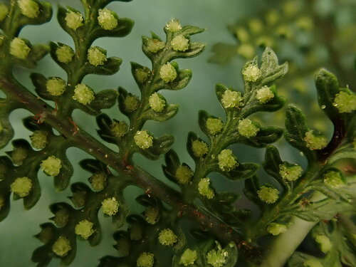 Dryopteris tetrapinnata observed 2022-11-06