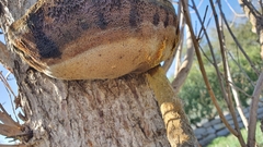 Inonotus hispidus
