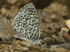 Leptotes lamasi