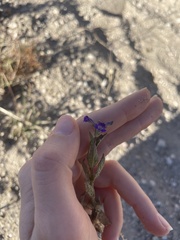 Stemodia durantifolia