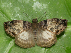 Mylon zephus