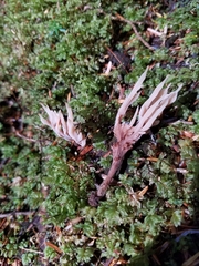 Clavulina castaneipes